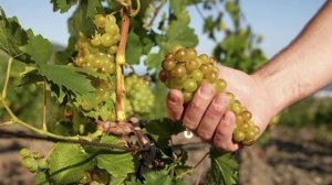 Крым 24. Новый сезон