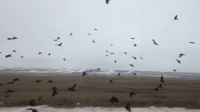 Белые вороны смотреть онлайн