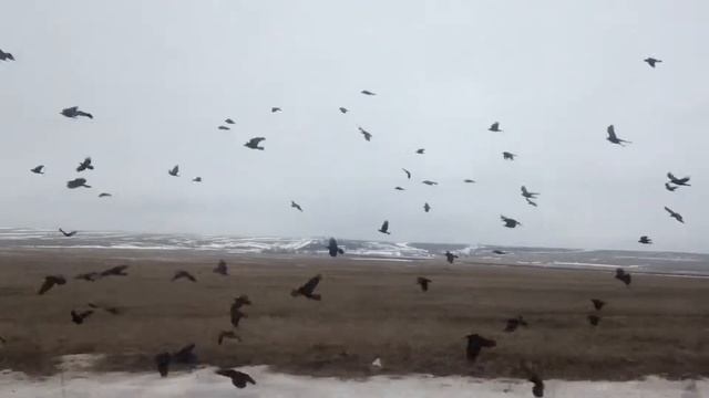 Белые вороны 2 смотреть онлайн