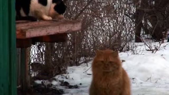 Котовский гипноз смотреть онлайн