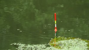 Рыбалка 24 августа на поплавок - есть ли линь  заливах малой речки?