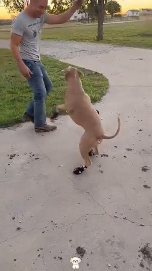 обувь для собак #shorts