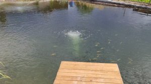 янтарная форель.