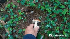 Белые, чернушки,  лисички! Много грибов в конце августа в Подмосковье!