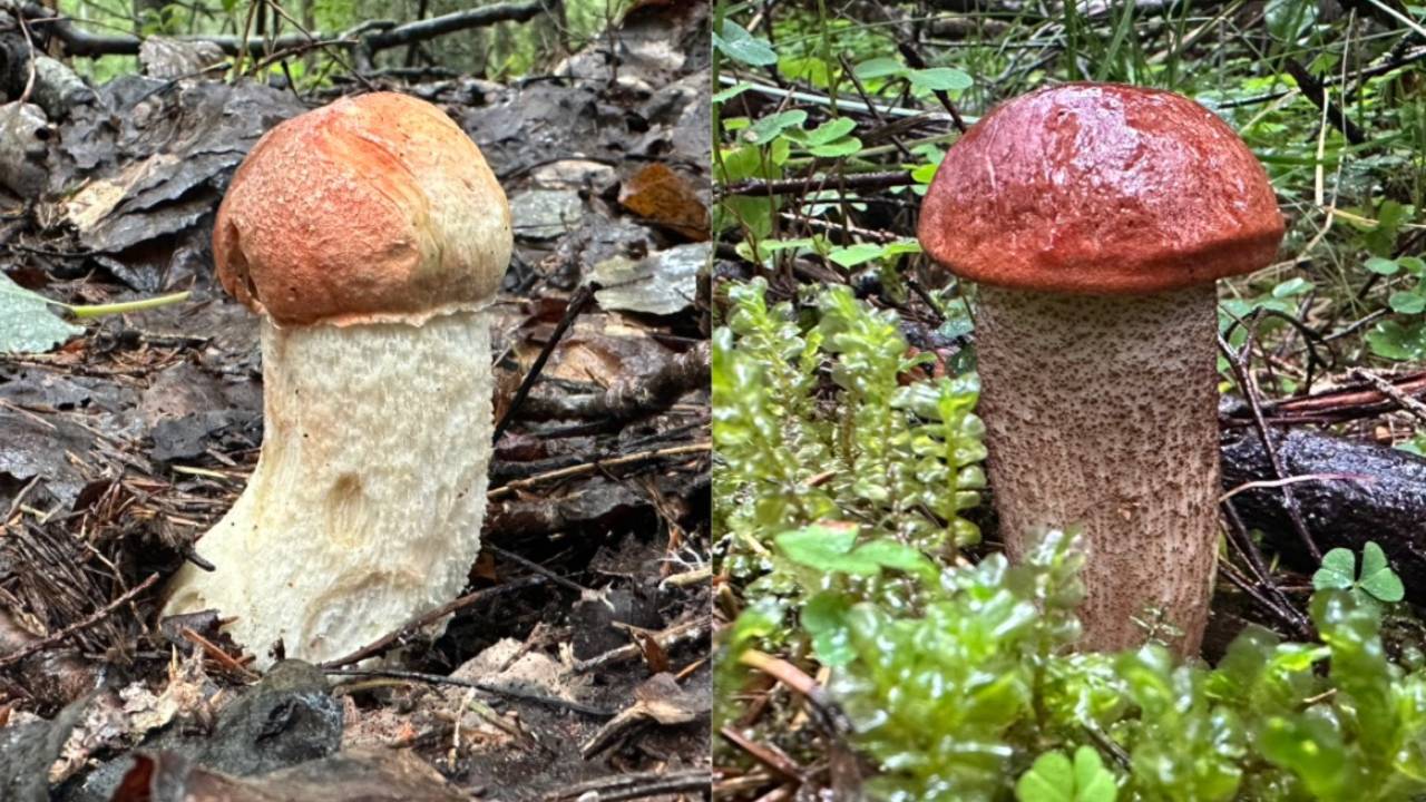 Безумно трудовая тихая охота в еловом лесу | Белые грибы и подосиновики 2025