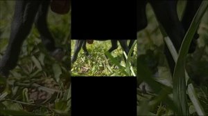 Утро в лагере на КСК лесная сказка