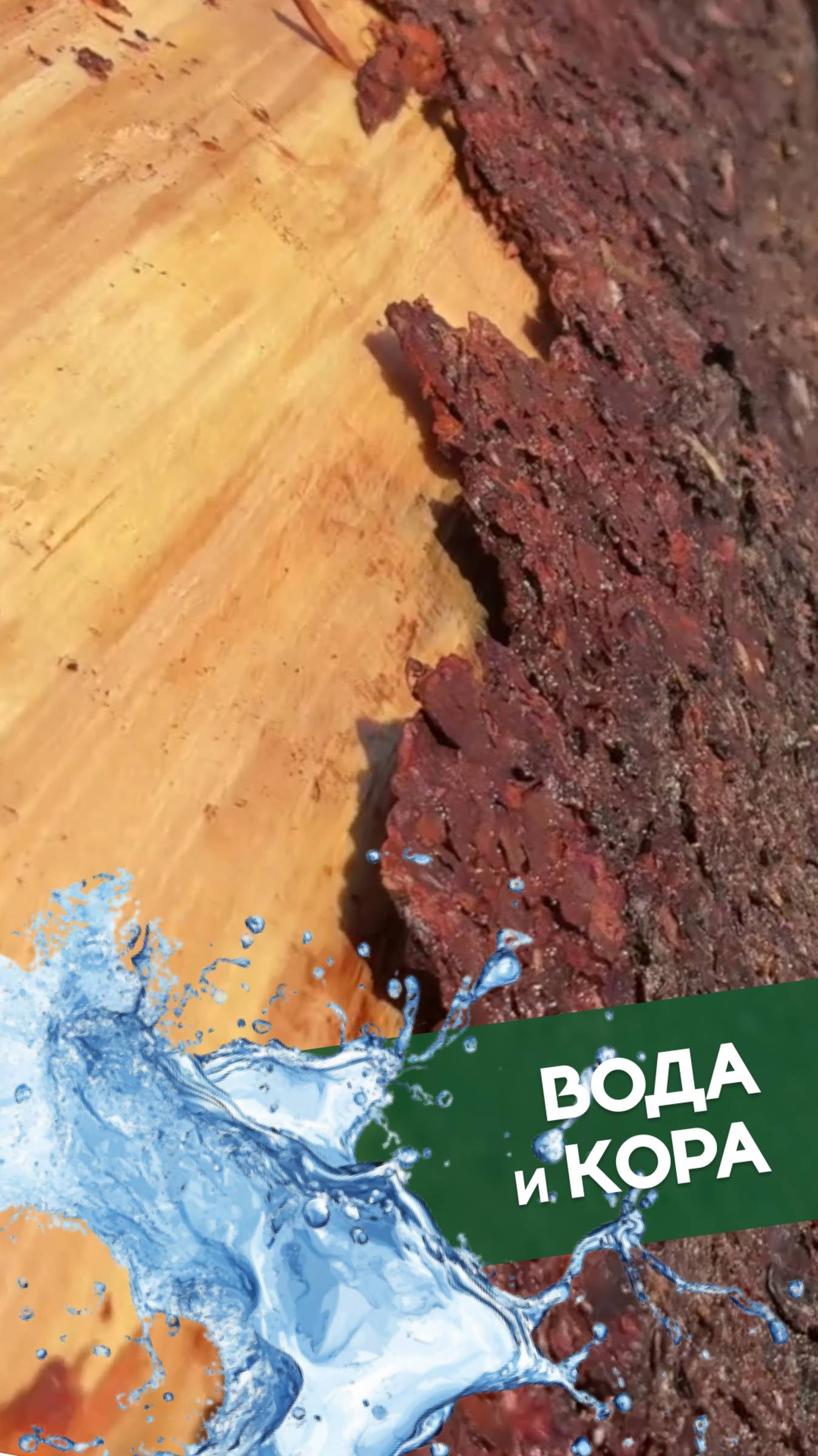 Как вода помогает снять кору с бревна #рубленныедома #срубыизбревна #ручнаярубка #отделкасруба смотреть онлайн