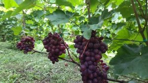 ПАМЯТИ УЧИТЕЛЯ. селекции Павловского Е. Г виноград который должен расти у каждого.