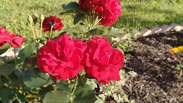 Роза 'Нина Вейбул' (Nina Weibull) в нашем саду. Первое цветение после посадки 2025. смотреть онлайн