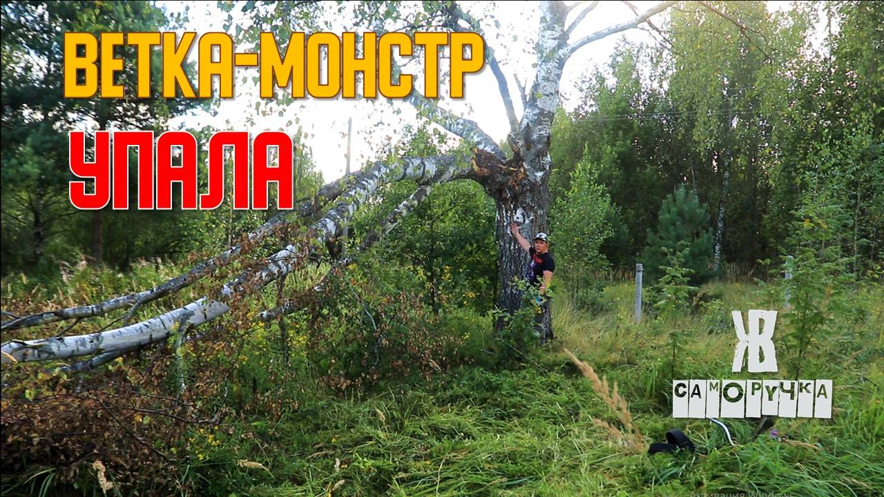 Береза-великанша сломалась! Срочный авральный распил на дрова. ЖКВ Саморучка смотреть онлайн