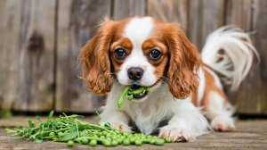Собака кавалер кинг чарльз спаниель ест горошек