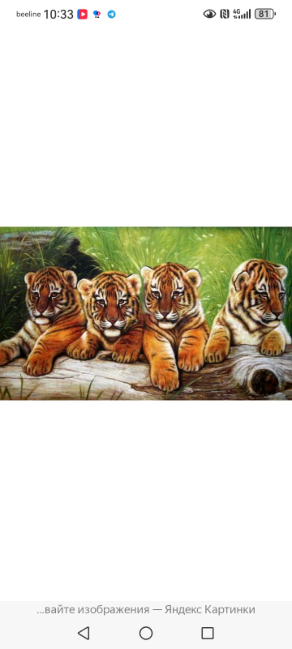 тигры