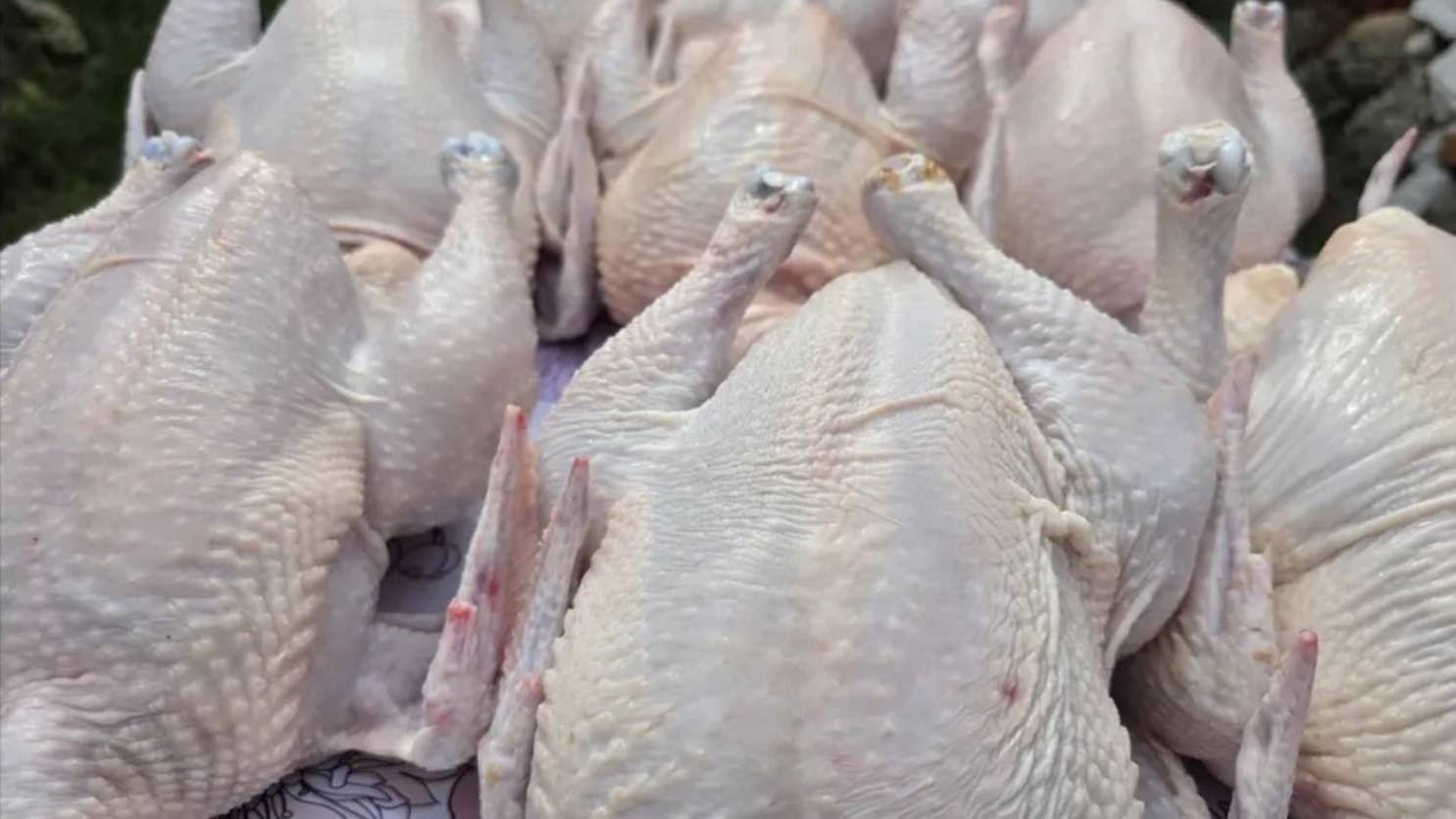 ГЛАВНОЕ ПРАВИЛО - ЧТОБЫ БРОЙЛЕР ХОРОШО НАБИРАЛ ВЕС!!! 26.08.2025 ГОД. смотреть онлайн