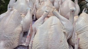 ГЛАВНОЕ ПРАВИЛО - ЧТОБЫ БРОЙЛЕР ХОРОШО НАБИРАЛ ВЕС!!! 26.08.2025 ГОД.