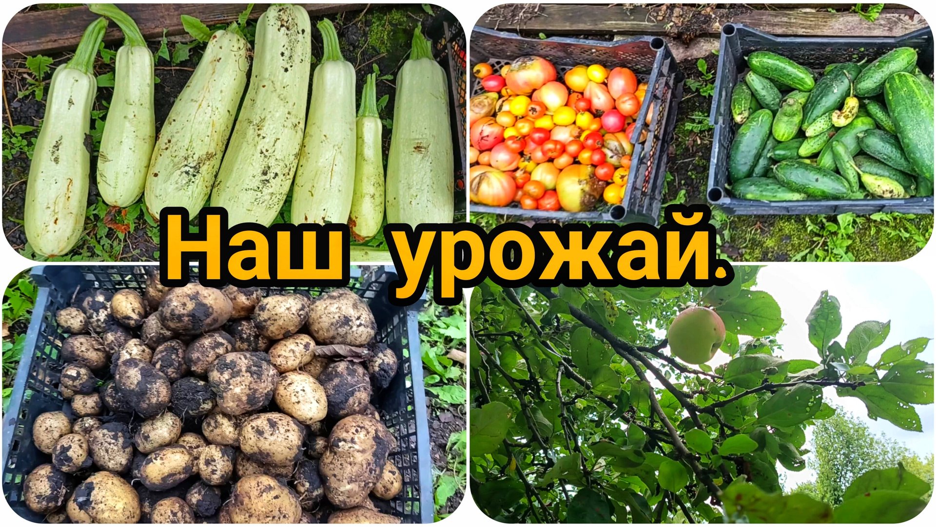 СОБРАЛИ УРОЖАЙ 🥔🥕🍅🥒🍎🍏 И УЕХАЛИ ДОМОЙ, ОПЯТЬ 🌧️⛈️ смотреть онлайн