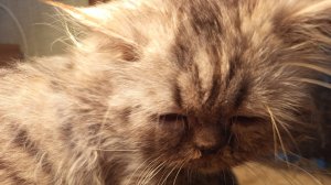 Питомцы и спонсоры приюта КотоВасия 67