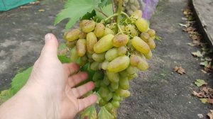 Г. ф. винограда Белая леди. Воронеж. 26.08.25.