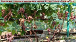 Виноград  03.08.25 года - виноград Кишмиш Рилайнс пинк сидлис, раннего срока созревания, не укрывной