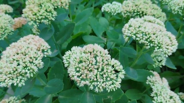 Городские дворики в июле