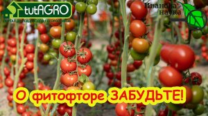 ОПРЫСКИВАТЬ БОЛЬШЕ НЕ НАДО! Этот сорт томата НЕ БОЛЕЕТ ФИТОФТОРОЙ! Забудьте о фитофторе навсегда!