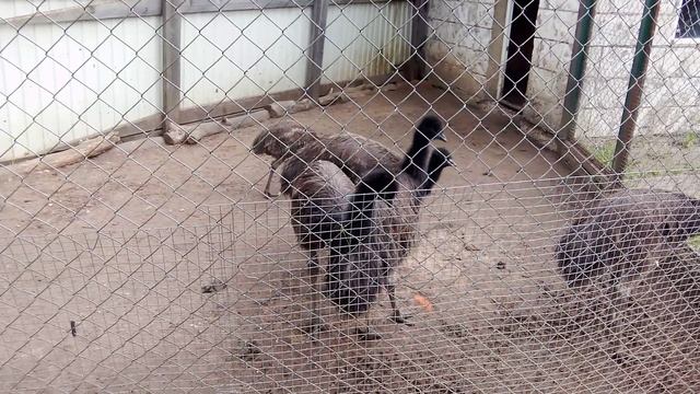 Зоопарк планета обезьян. Страус эму.