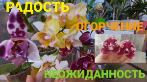 Первое цветение подростков от садовника Сонья!Сладкая девочка, Даймонд квин и др.#орхидеи