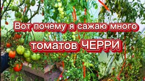 И зачем сажать столько томатов черри?🤔 А затем,что они слаще и богатый урожай до заморозков.