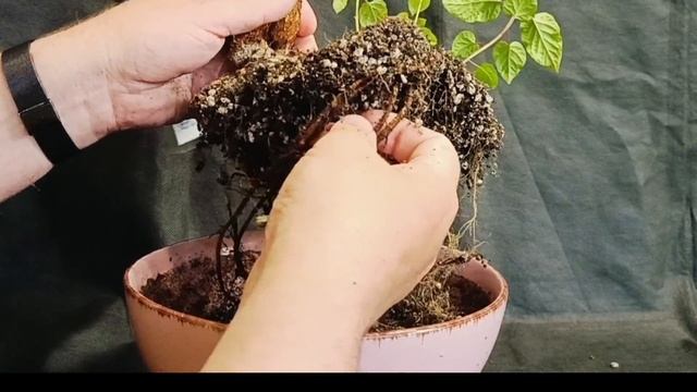 √9 фикус 114 бонсай