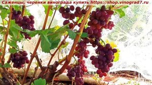 Виноград 4.08.2025- ПЕСТРЫЙ, очень раннего срока созревания, с мускатом в ягодах и плотной мякотью