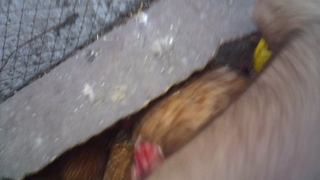 Кормление курочек 26 августа 2025 - вечером