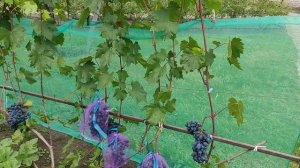 Г. ф. винограда Владыка ночи. Воронеж.