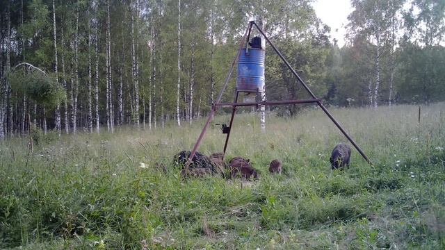 Выпас кабанят