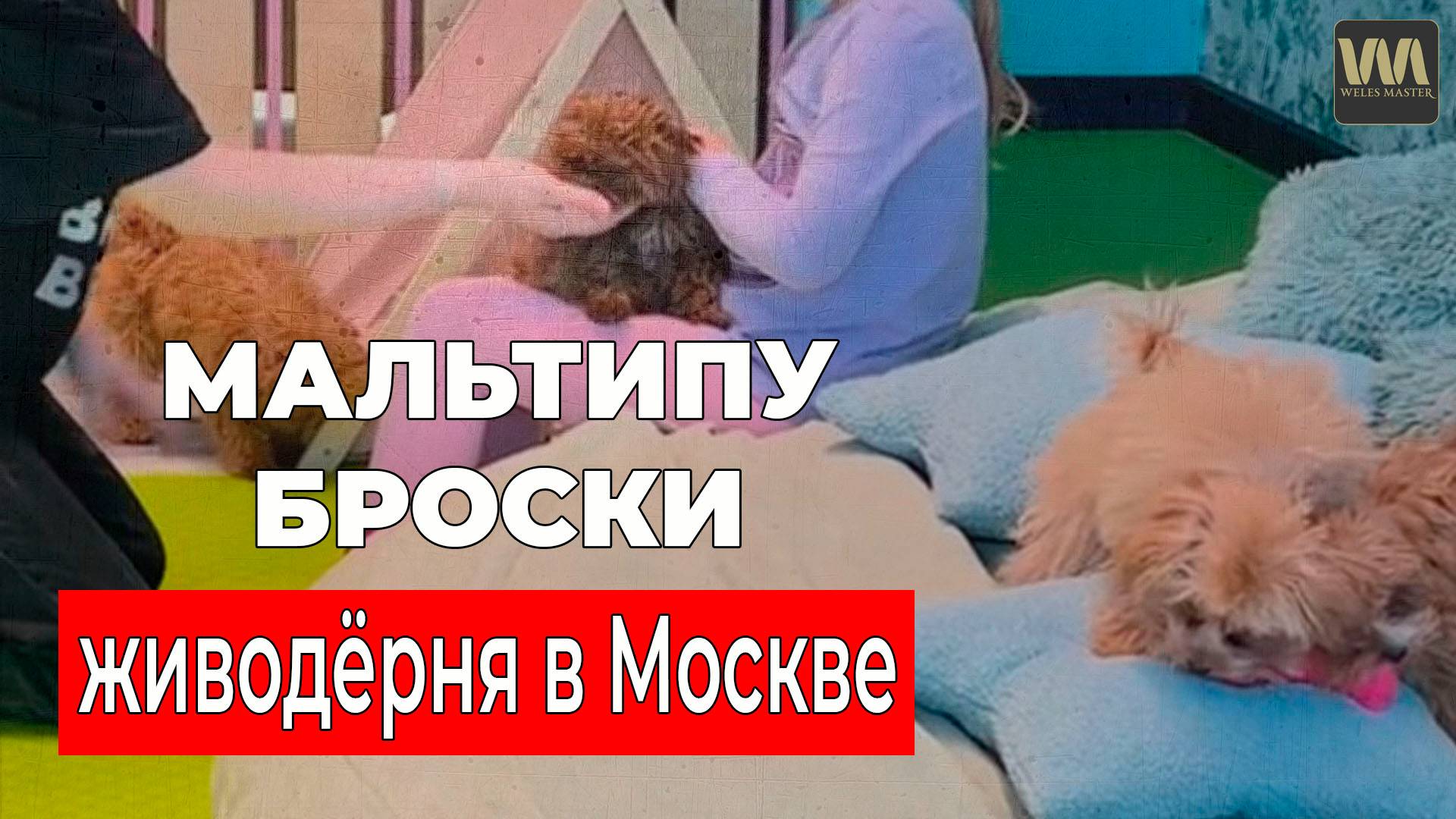 В Москве за деньги издеваются над собаками / Мальтипу Броски, 26 августа смотреть онлайн