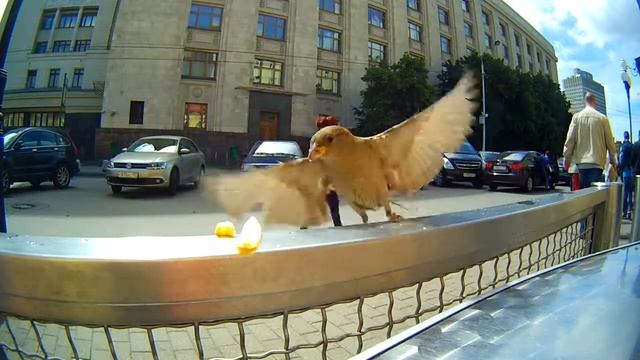 Голодный воробушек смотреть онлайн