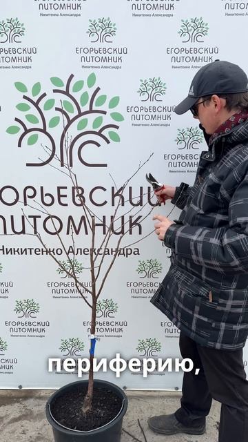 Обрезка двухлетних деревьев смотреть онлайн