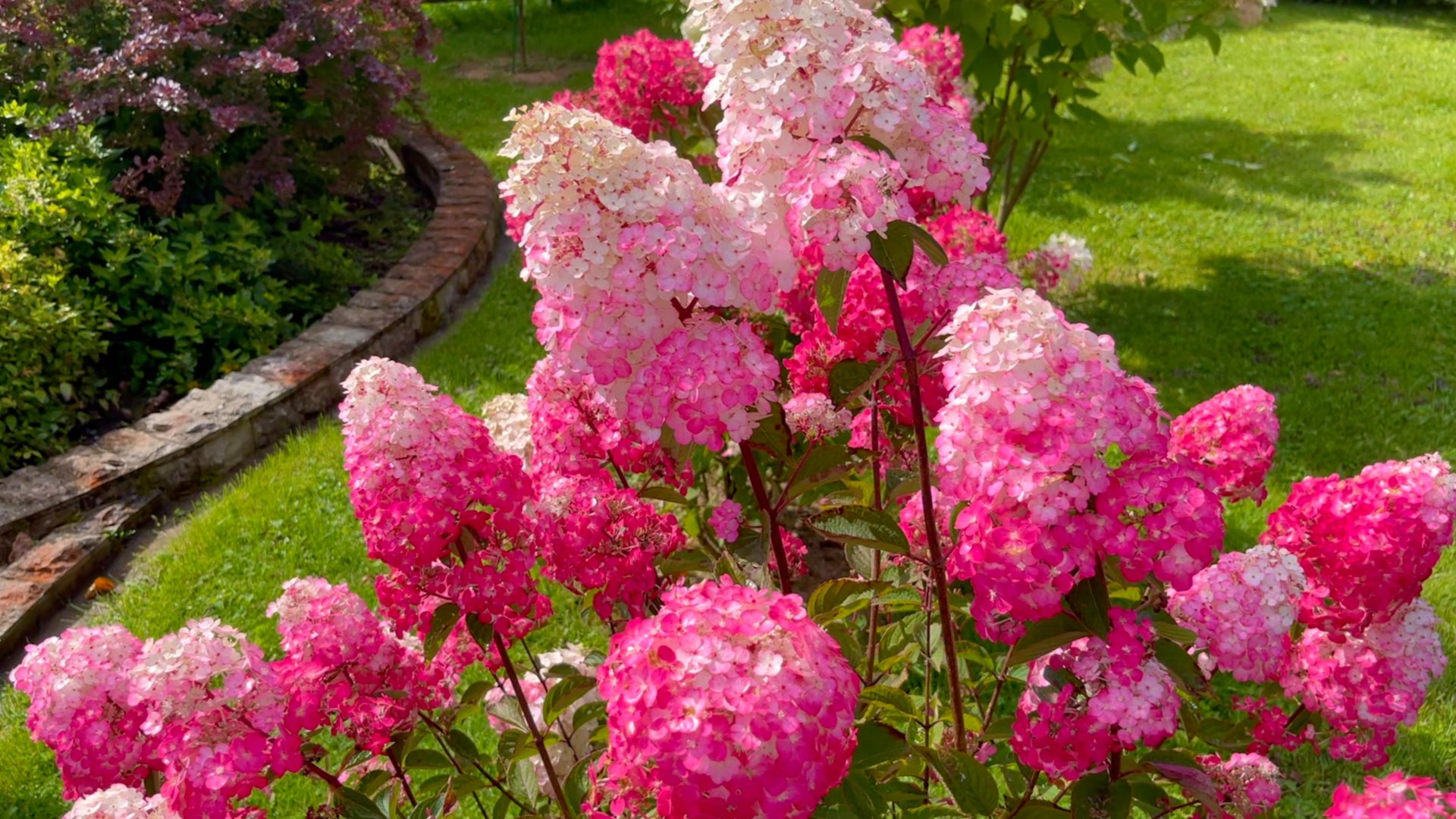 Гортензии метельчатые на пике цветения. Самарская Лидия / Даймонд Руж / Вимс Ред / КендЛайт и др. смотреть онлайн