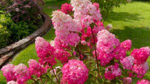 Гортензии метельчатые на пике цветения. Самарская Лидия / Даймонд Руж / Вимс Ред / КендЛайт  и др.