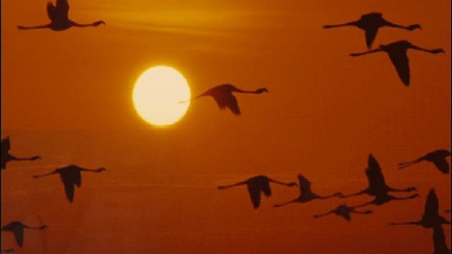 Альбом "Мы за собой сожгли мосты" (видео) смотреть онлайн