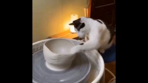 КОТИК НА СВЯЗИ! Смешные коты! С ОЗВУЧКОЙ!