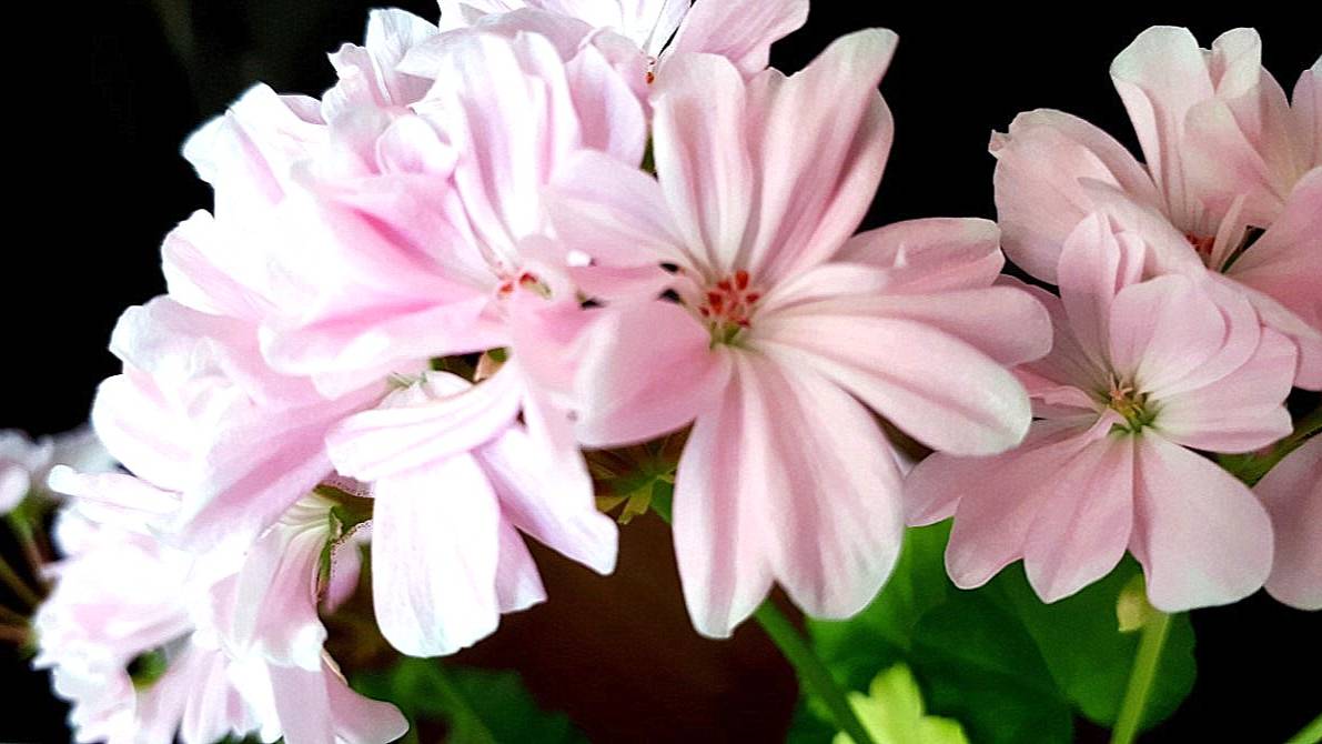 Неприхотливые и красивые_ показываю самые шустрые черенки пеларгоний, которые цветут круглый год. смотреть онлайн