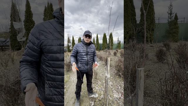 Обрезка, часть 1, молодая яблоня смотреть онлайн