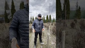 Обрезка, часть 1, молодая яблоня