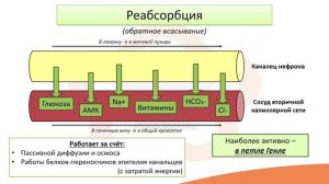 Видео-лекция №20.3 Механизм мочеобразования