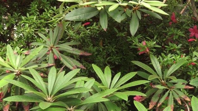 ВДНХ.Ботанический сад 1 мая смотреть онлайн