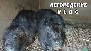 У погоды семь пятниц на неделе... Малыши подрастают. 24.08.25.