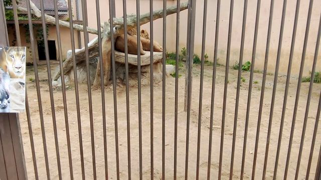 Зоопарк планета обезьян. Африканский лев.