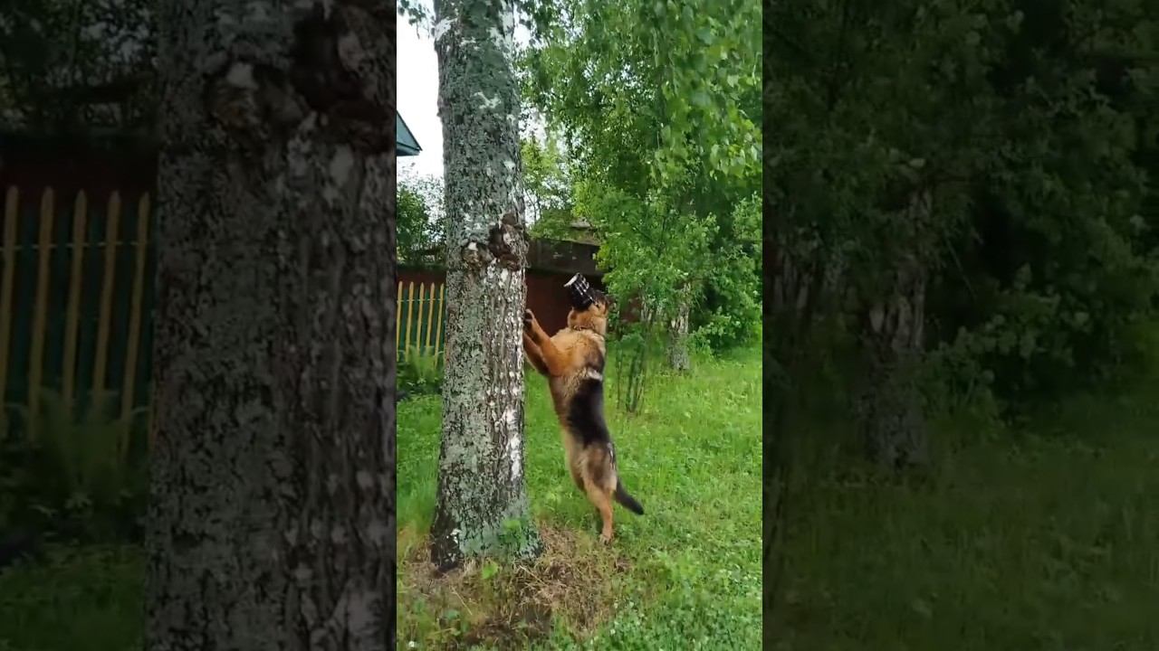 Лудик и кошка) смотреть онлайн