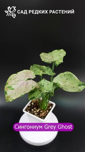 Сингониум серый призрак Syngonium Grey Ghost #сингониум #растения #комнатныерастения