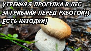 Утренняя прогулка в лес за грибами перед работой!)  Есть находки! 27.08.25.