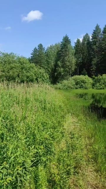 Прогулки по лесу смотреть онлайн